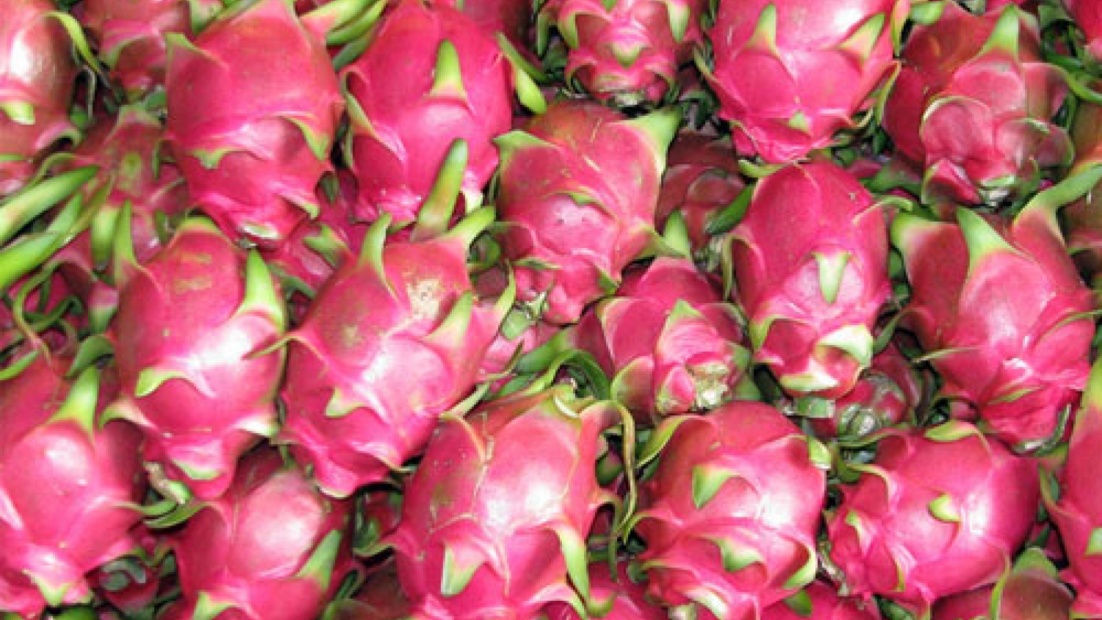 Vietnam fresh dragon fruit gets ‘visa’ to enter Japan