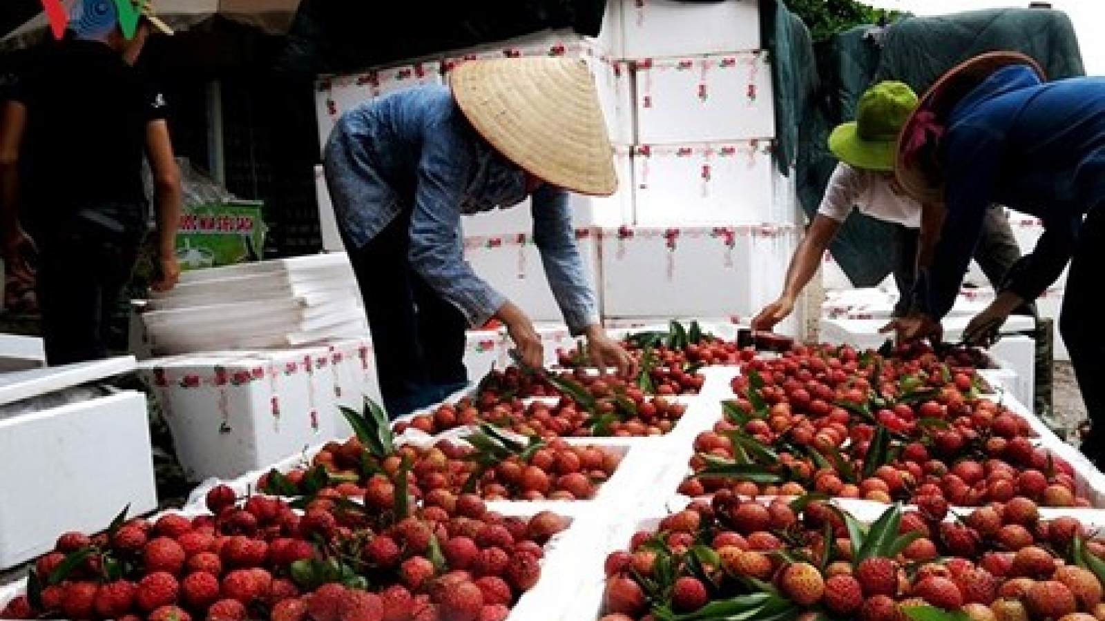 Fruit and veg exports feel the pressure of US-China trade war