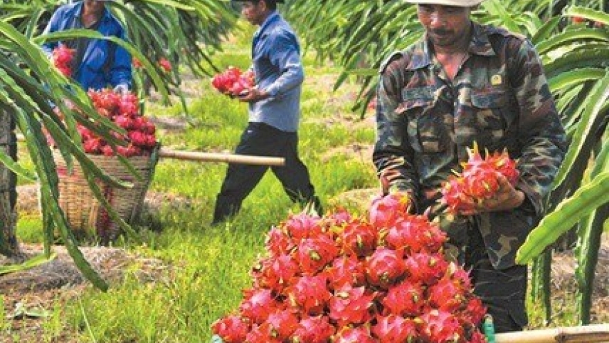 Air freight costs stymie fruit exports