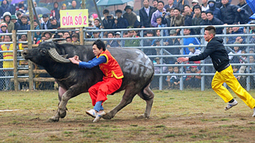 First buffalo fighting festival in Hanoi