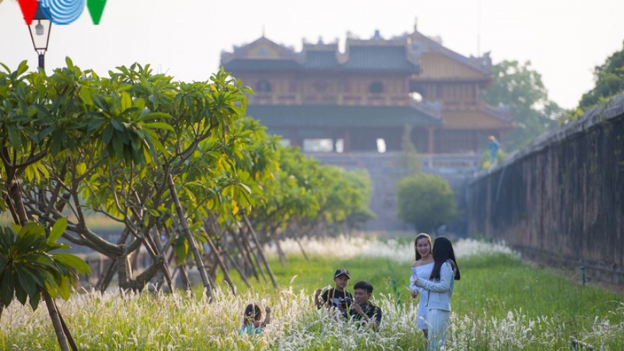 Discovering vibrant white grass check-in points of Hue city