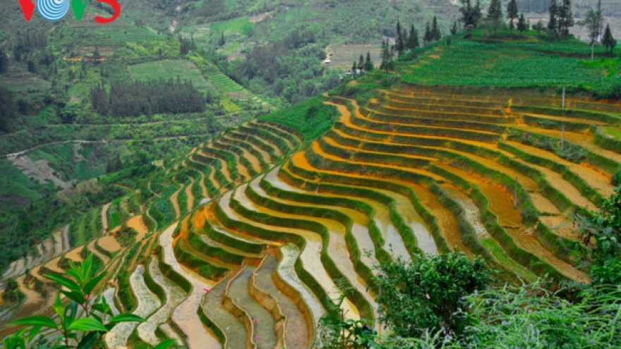 Ha Giang terraced fields ready for new crop