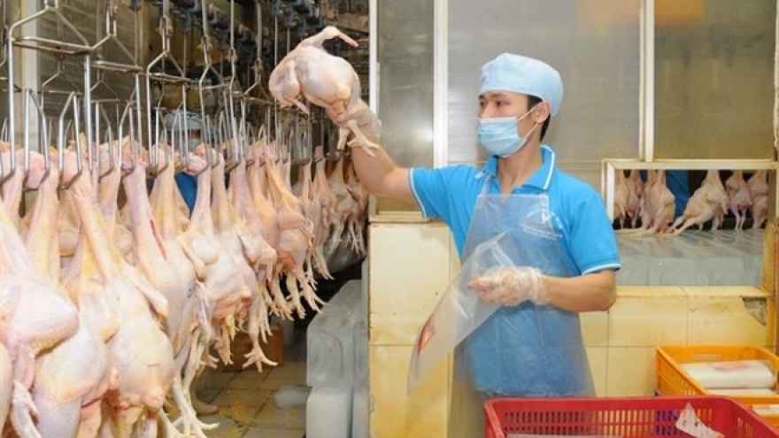 Vietnam to export processed chicken to Japan, EU