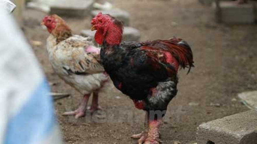 Rumours hit big-drumstick chicken trademark
