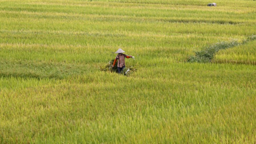 Vietnam to sell 450,000 tonnes of rice to Philippines
