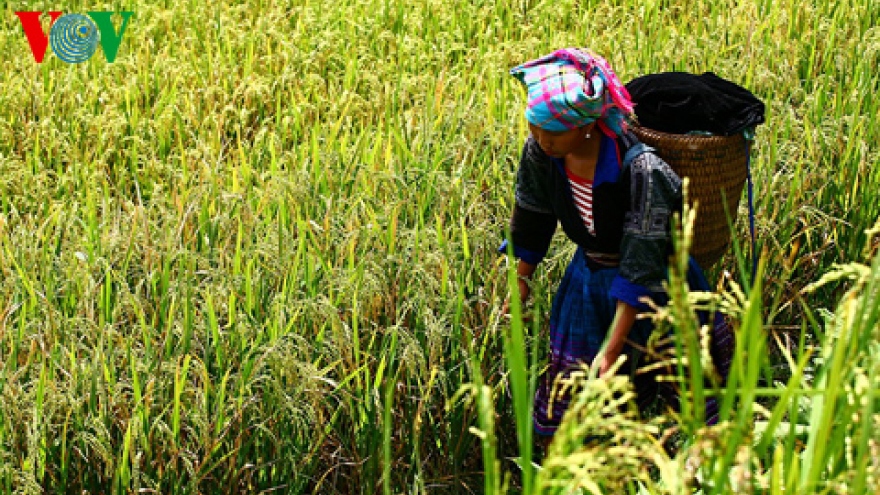 Rice export price stands high