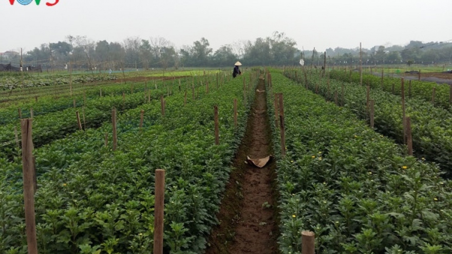 Phu Van village harvests flowers for Tet