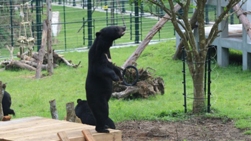Rescue centre saving bears from bile industry expands