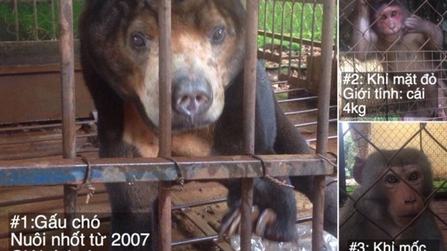 Wild sun bear, monkeys saved in Dak Lak