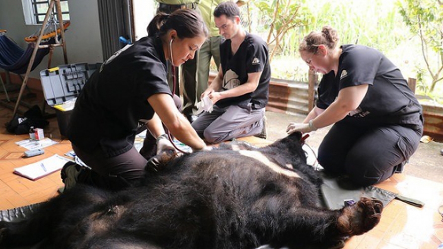 Six Asian bears rescued in Dak Lak province