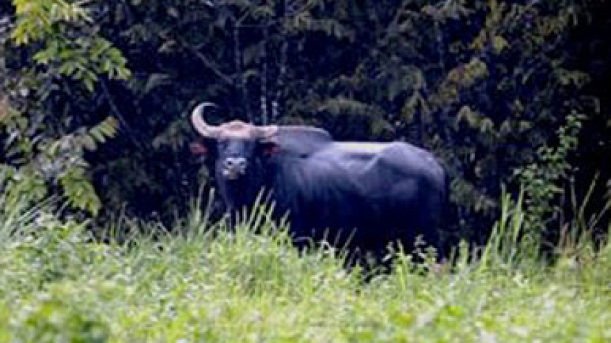 Gaur discovered in Quang Nam province