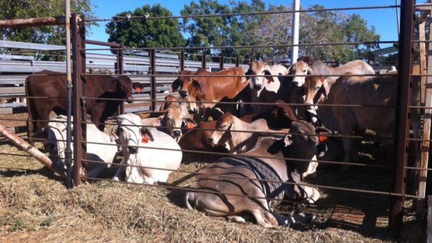 Australia’s cattle exports to Vietnam hit record high