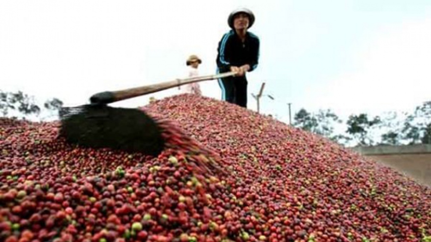 Dong Nai: Coffee export volume increases twofold