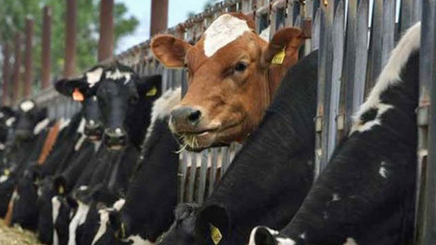 Australian live cattle imports explode