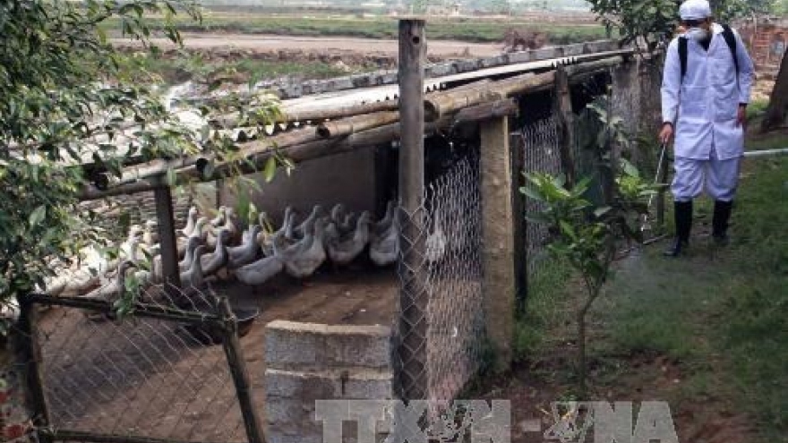 Thanh Hoa intensifies A/H7N9 avian flu prevention