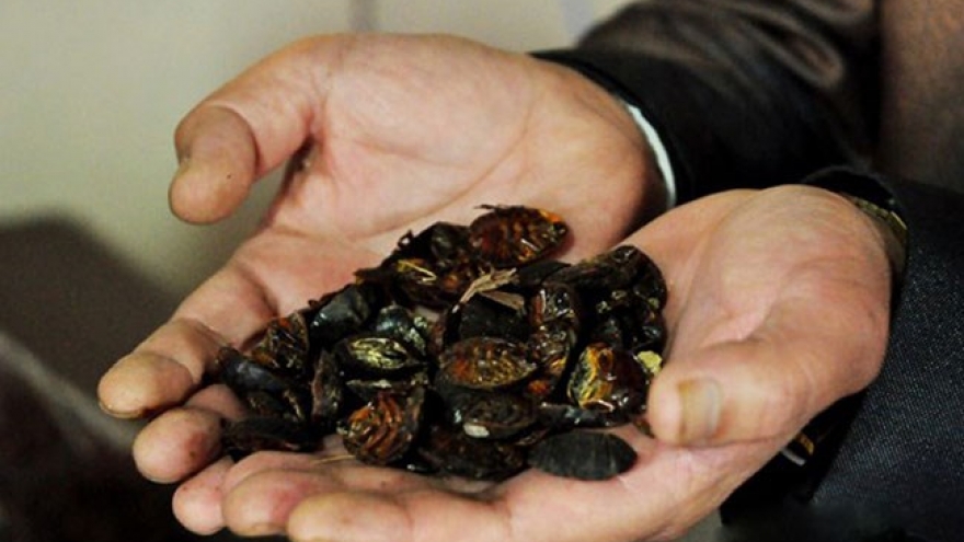 Invasive alien species become problem for managerial agencies