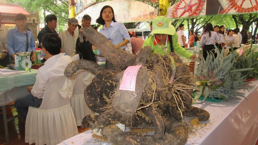 Giant fruit and veg awe visitors at southern fest