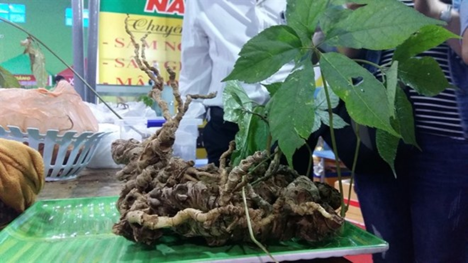 Ngoc Linh ginseng gets expanded GI recognition