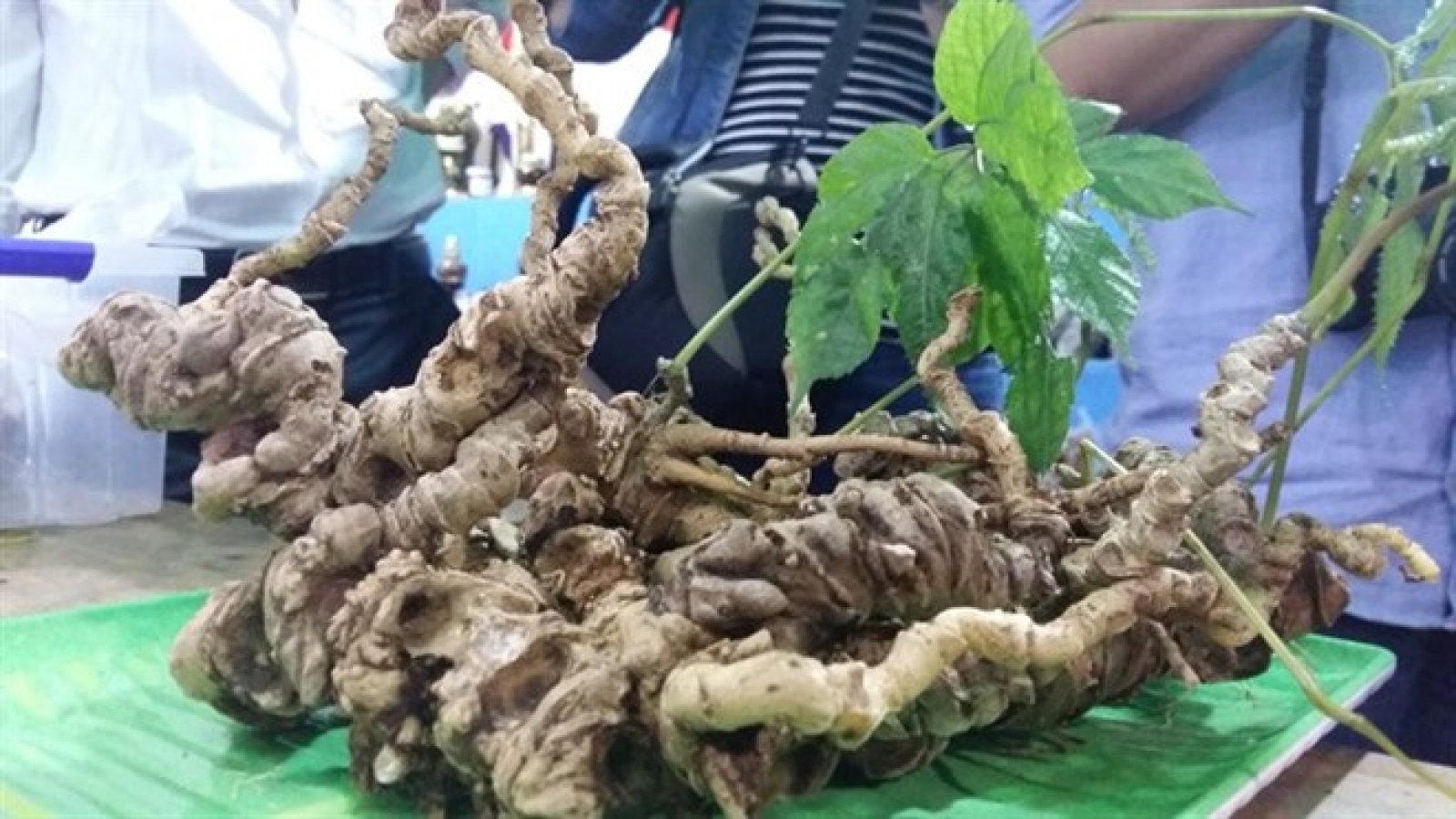 Local firms inject US$53 mln into ginseng projects
