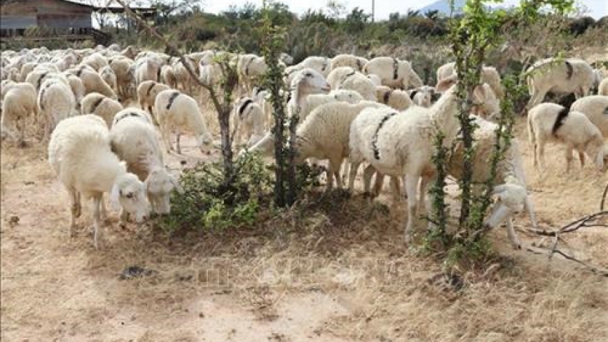 Ninh Thuan promotes farm produce through tourism