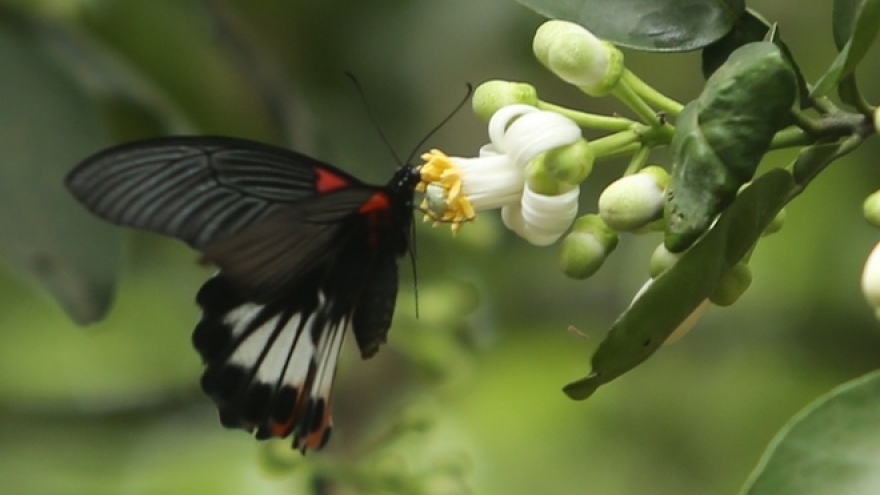 It’s grapefruit flowering season in Hanoi