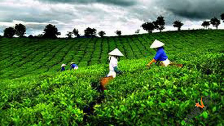 Vietnamese tea needs to have world certification