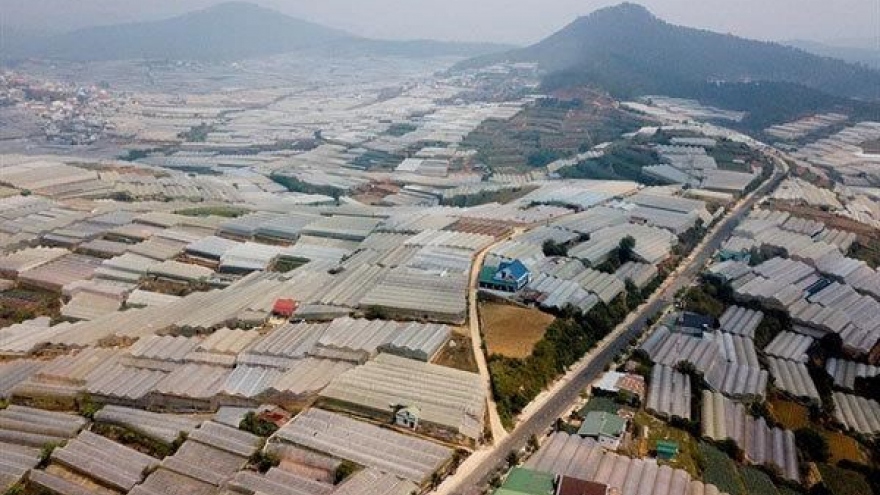 Greenhouse expansion damages Da Lat’s environment