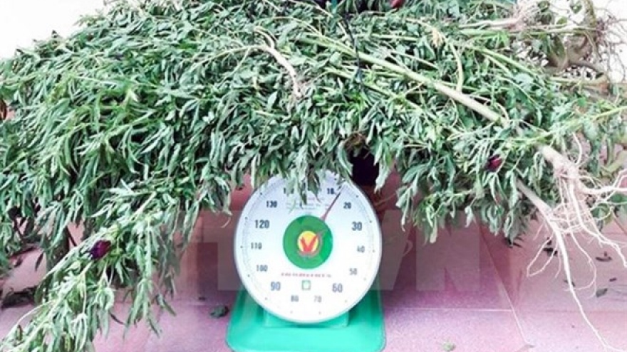 Quang Ninh police discover illegal marijuana grower