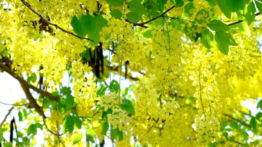 Pretty petals of Hoi An in summer bloom