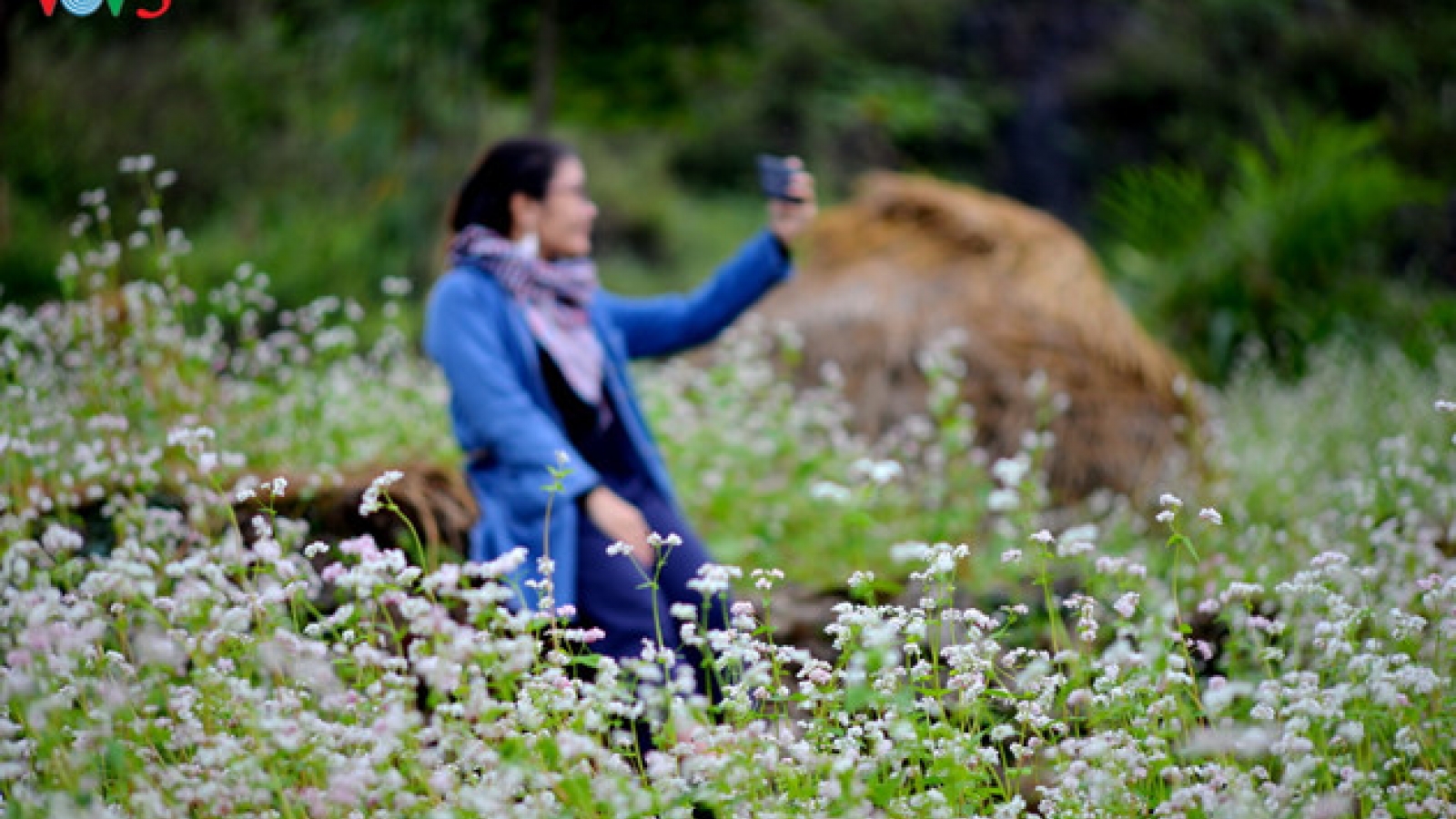 Tourists flock to Ha Giang during buckwheat season
