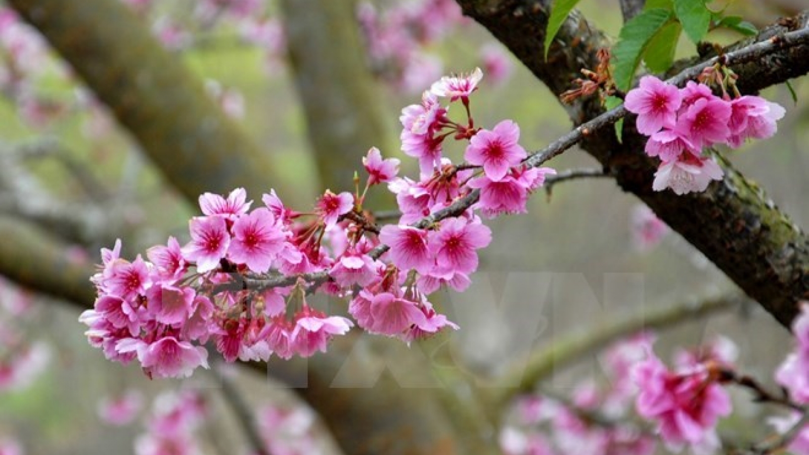 Ha Long cherry blossom festival 2016 to bloom