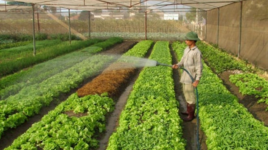 Hanoi sets up 80 safe farm produce chains