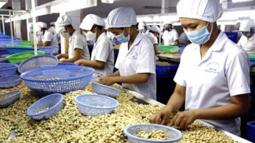 
        Cashew nut exports up in volume, value
                              