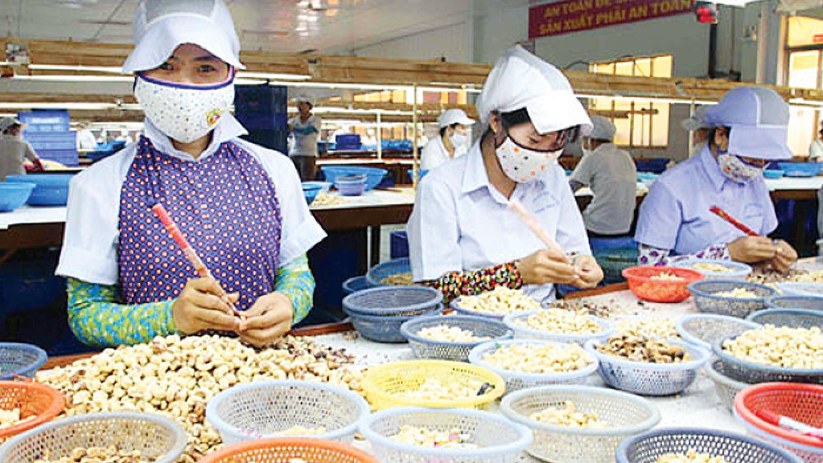 Poor-quality raw material imports hamper cashew processing sector