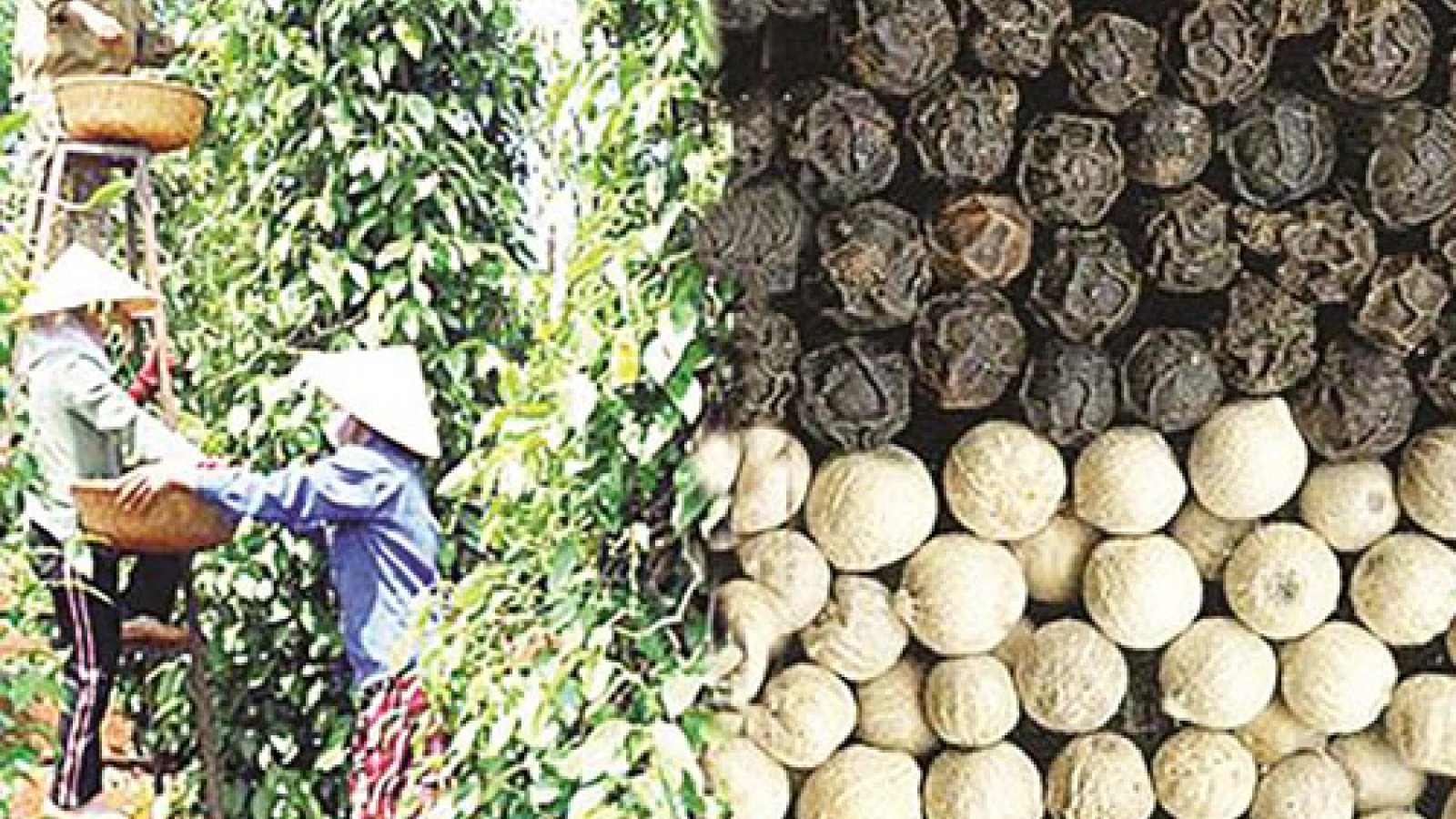 Pepper exports see strongest growth in India