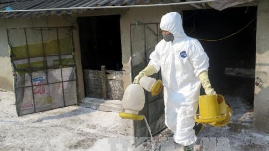 New A/H5N6 avian flu outbreak spotted in Quang Tri