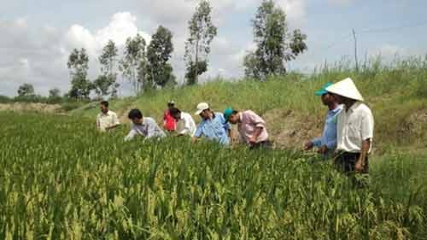 Sustainable agriculture transformation project launched in Hau Giang