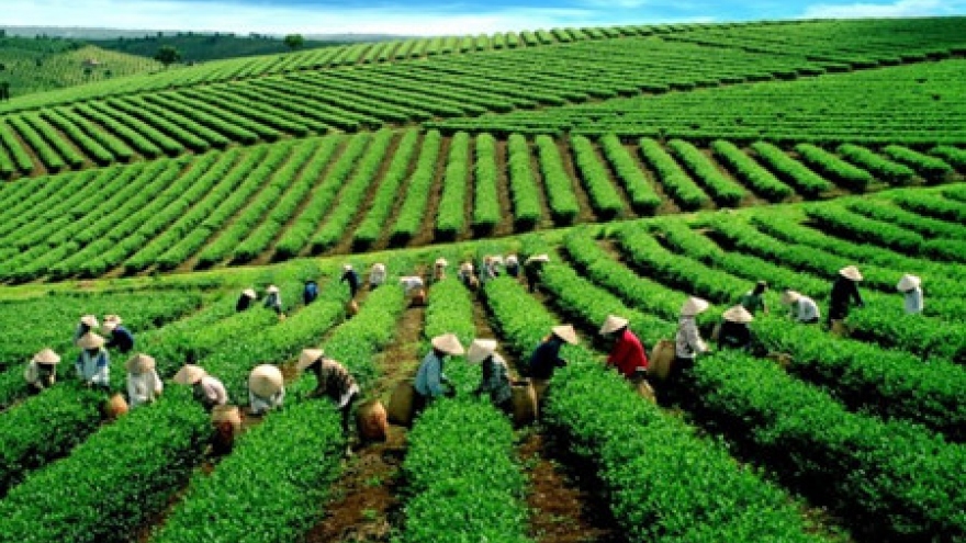Vietnam boosts tea exports to the US