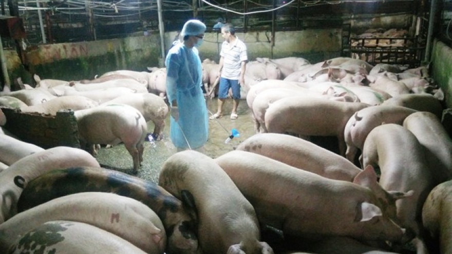 
        Vietnam to prosecute farmers using banned drugs in animal feed
                              
