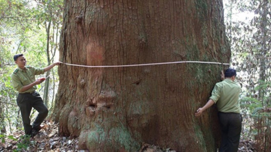 Vietnam conifer recognised as national heritage