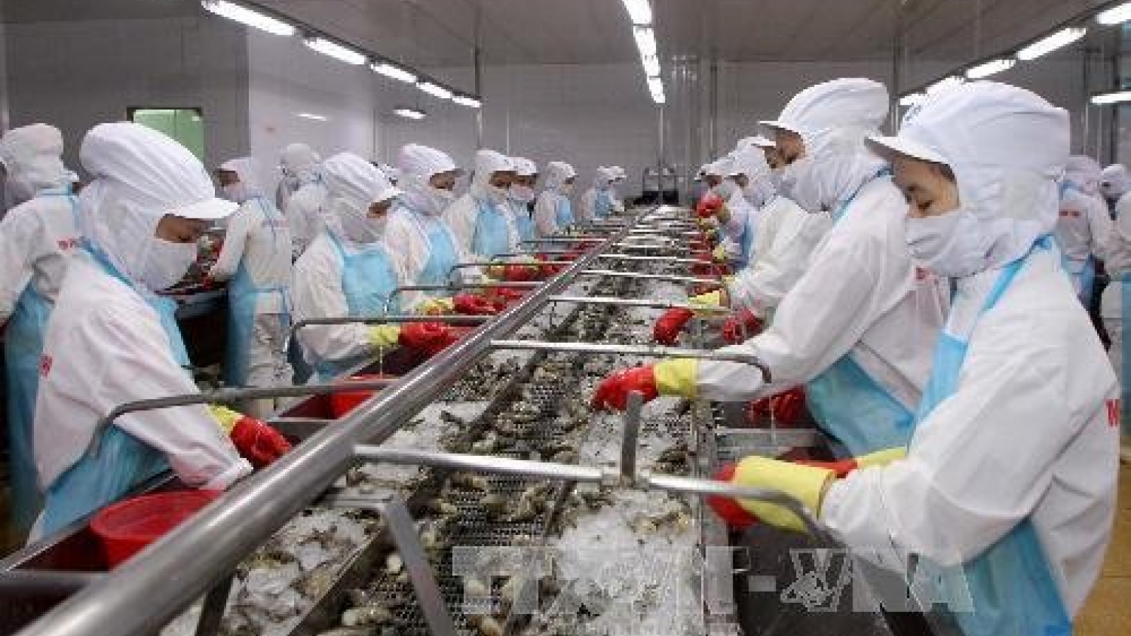 Shrimp exports remain buoyant
