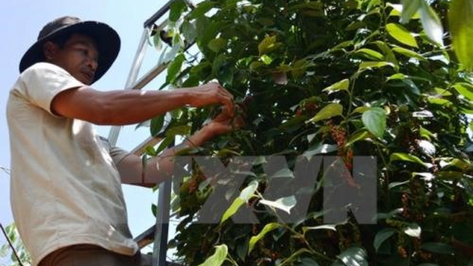 Pepper industry prioritises quality