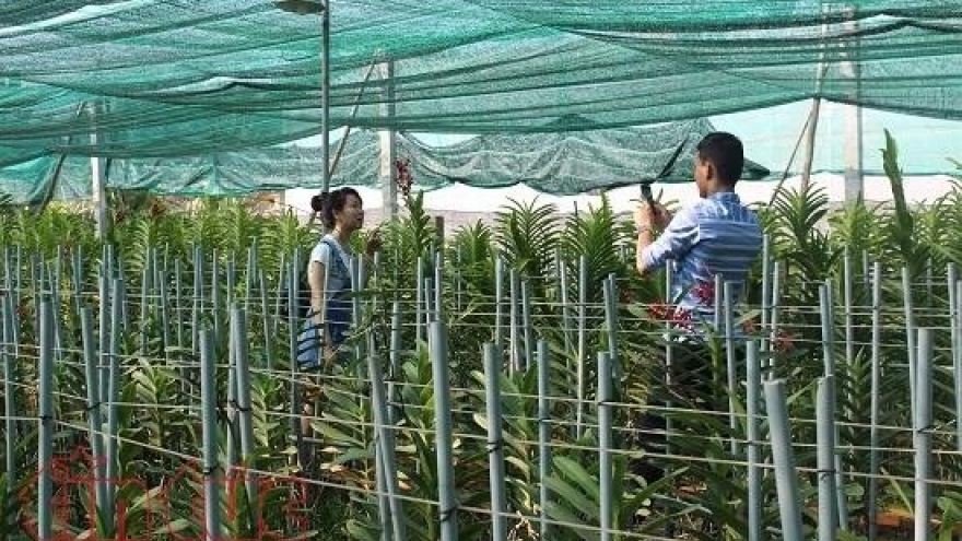 HCM City: Hi-tech methods boost farm produce value