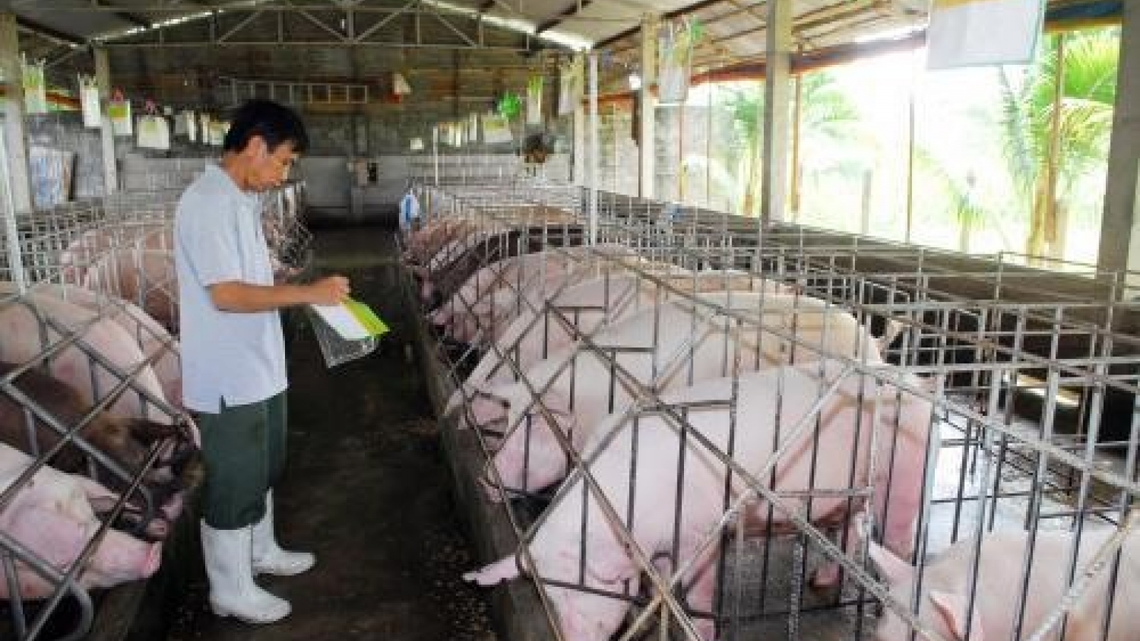 Livestock sector focuses on exports