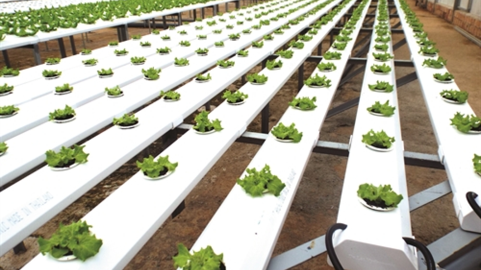 Vietnam trials hi-tech agriculture production zones