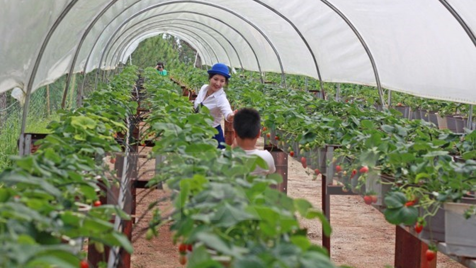 Can Tho, India seek partnership in agriculture, training