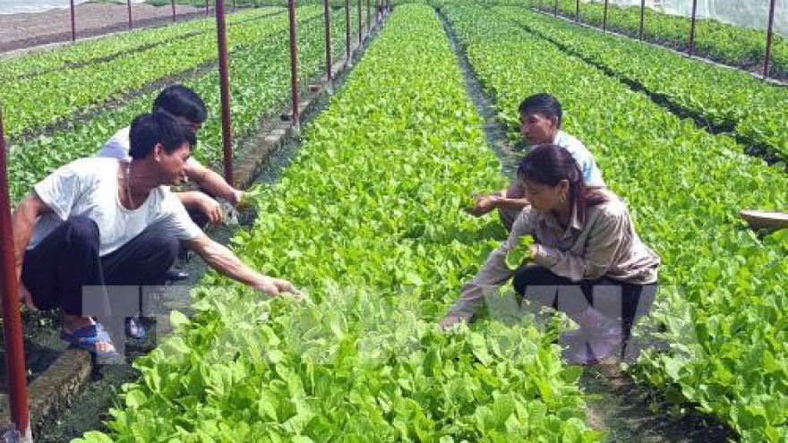 Vietnam applies high-tech in agriculture production