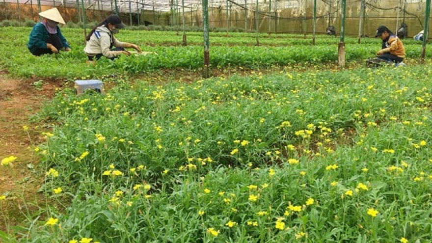 Netherlands wants to set up agricultural partnership with Can Tho