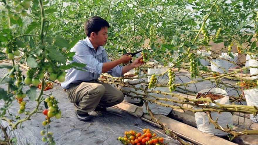 Quang Tri draws investment in hi-tech agriculture