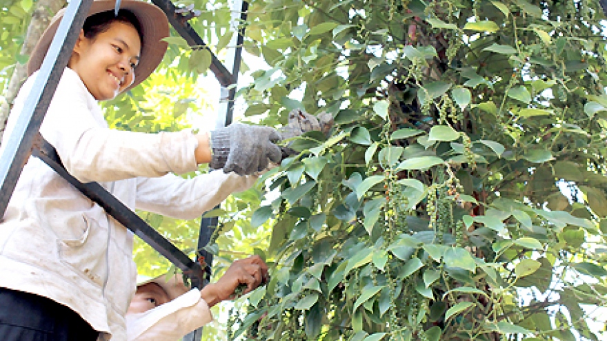 
        MARD: Shaping pepper’s food safety culture 
                              